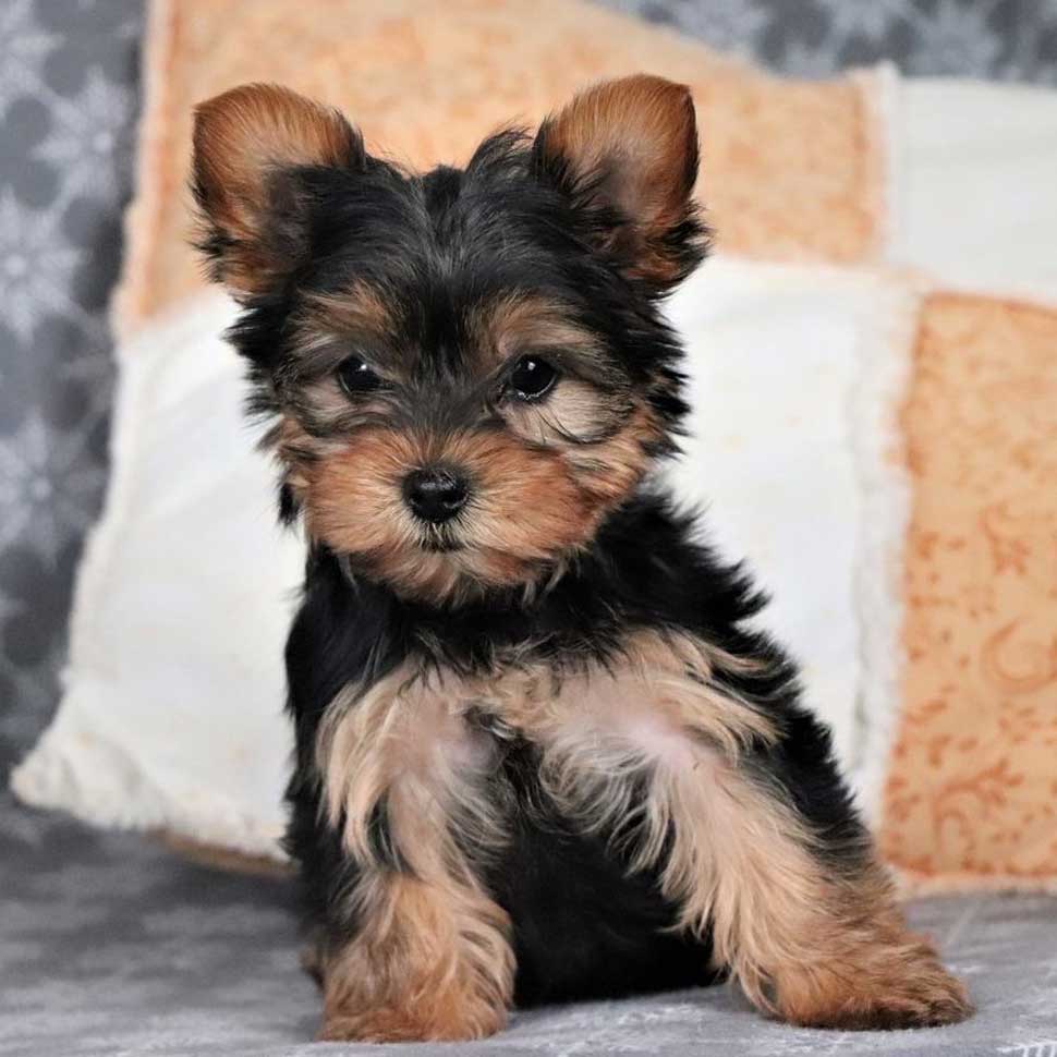 Image of Yorkie Puppy